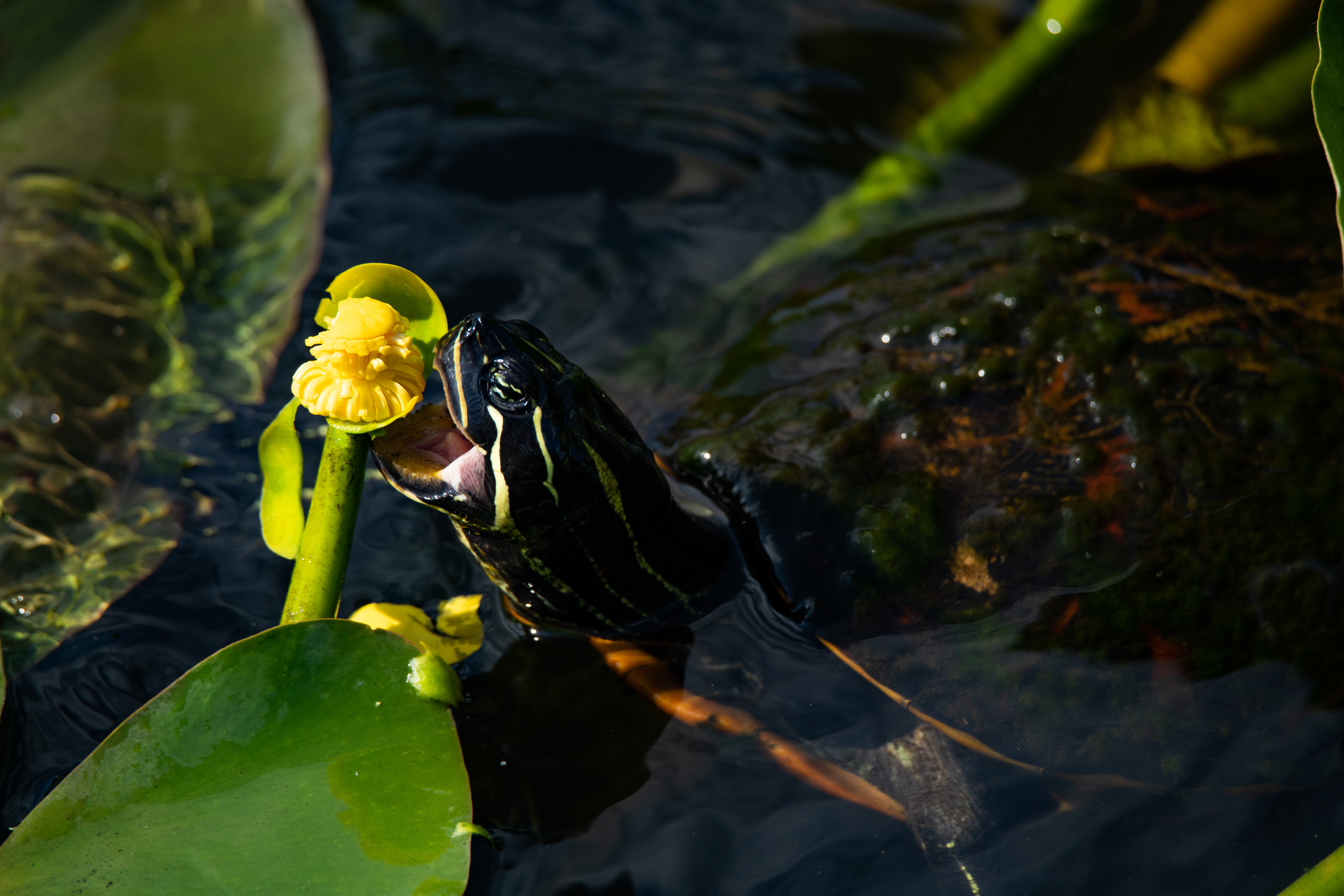 wild Everglades fine art photography print for sale — Everglades (26 Of 37)