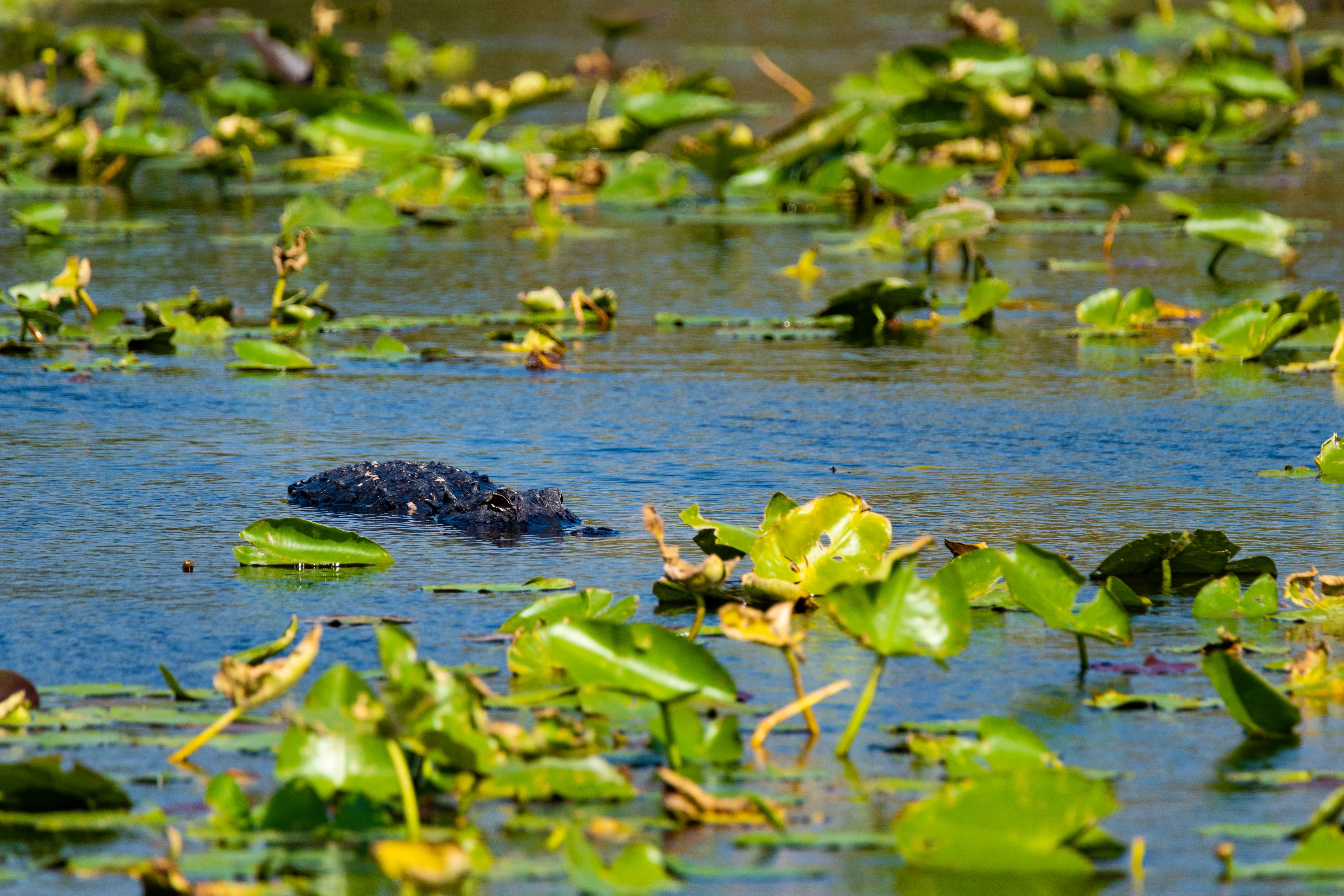 Everglades Florida wetlands photography — buy archival giclée print — Everglades (27 Of…