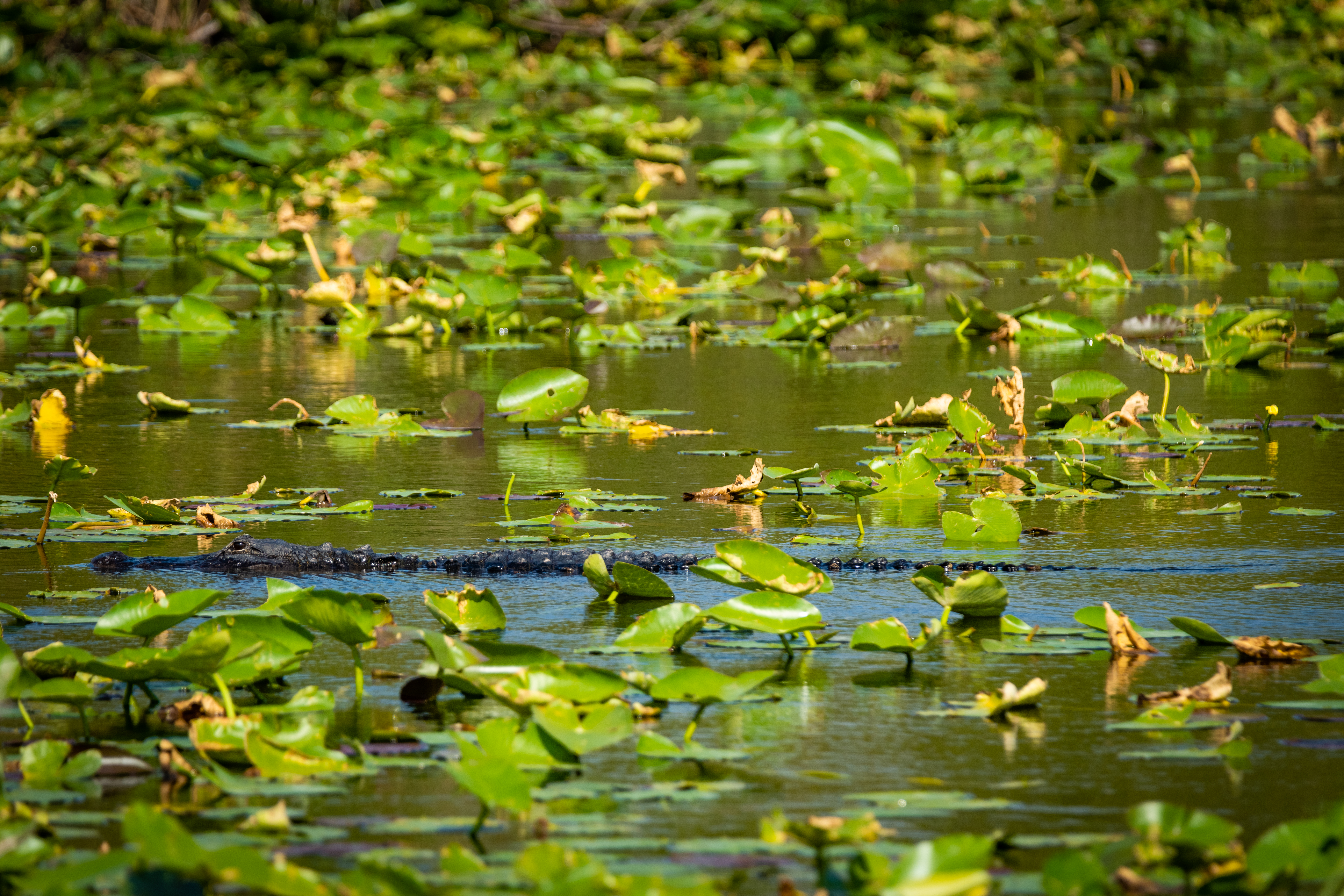 Everglades fine art photography print by Edin Chavez