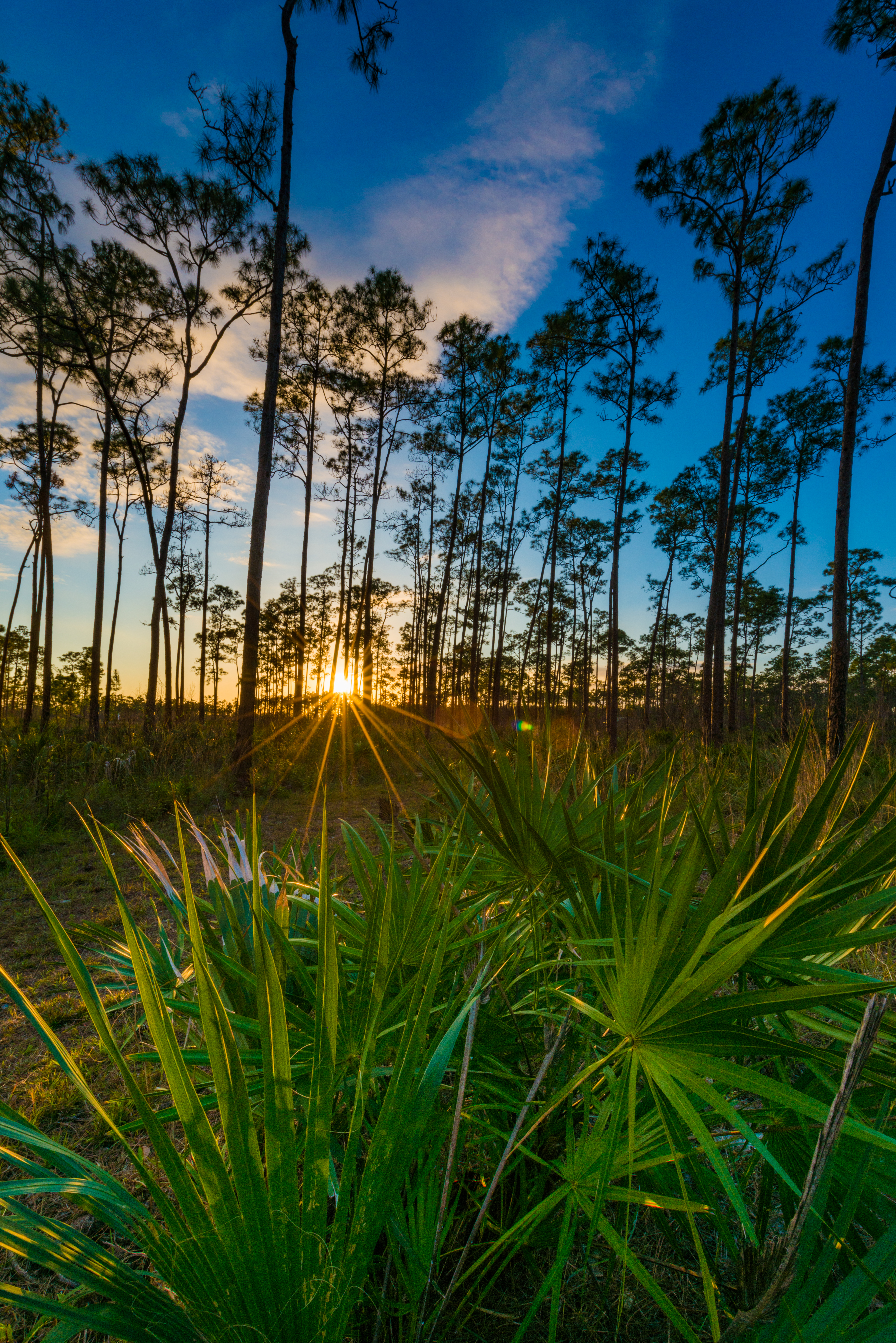 Florida, USA wall art photography — wild Everglades fine art print — Everglades (3 Of 37)