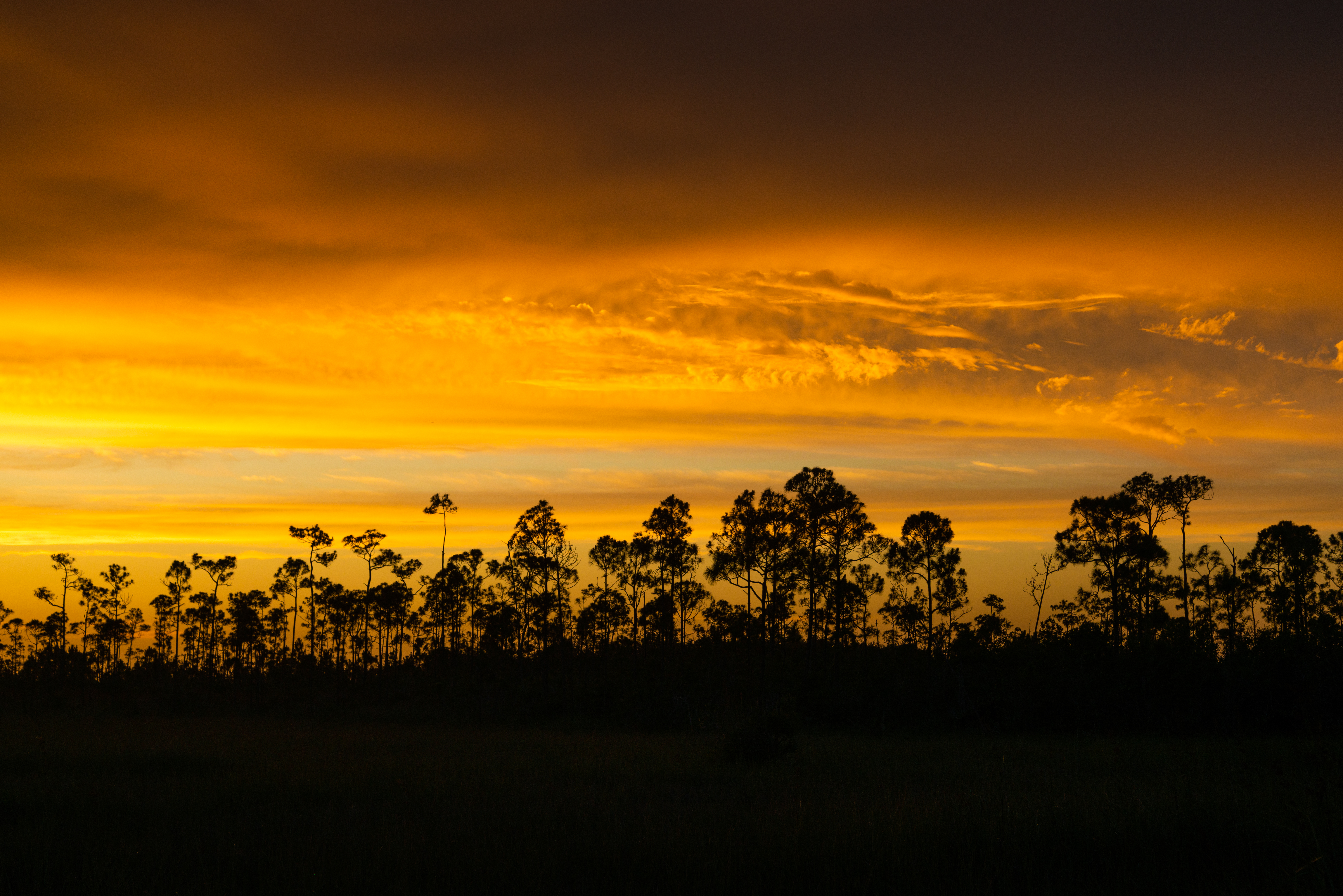 Buy Everglades wilderness print — Florida, USA fine art — Everglades (3 Of 60)