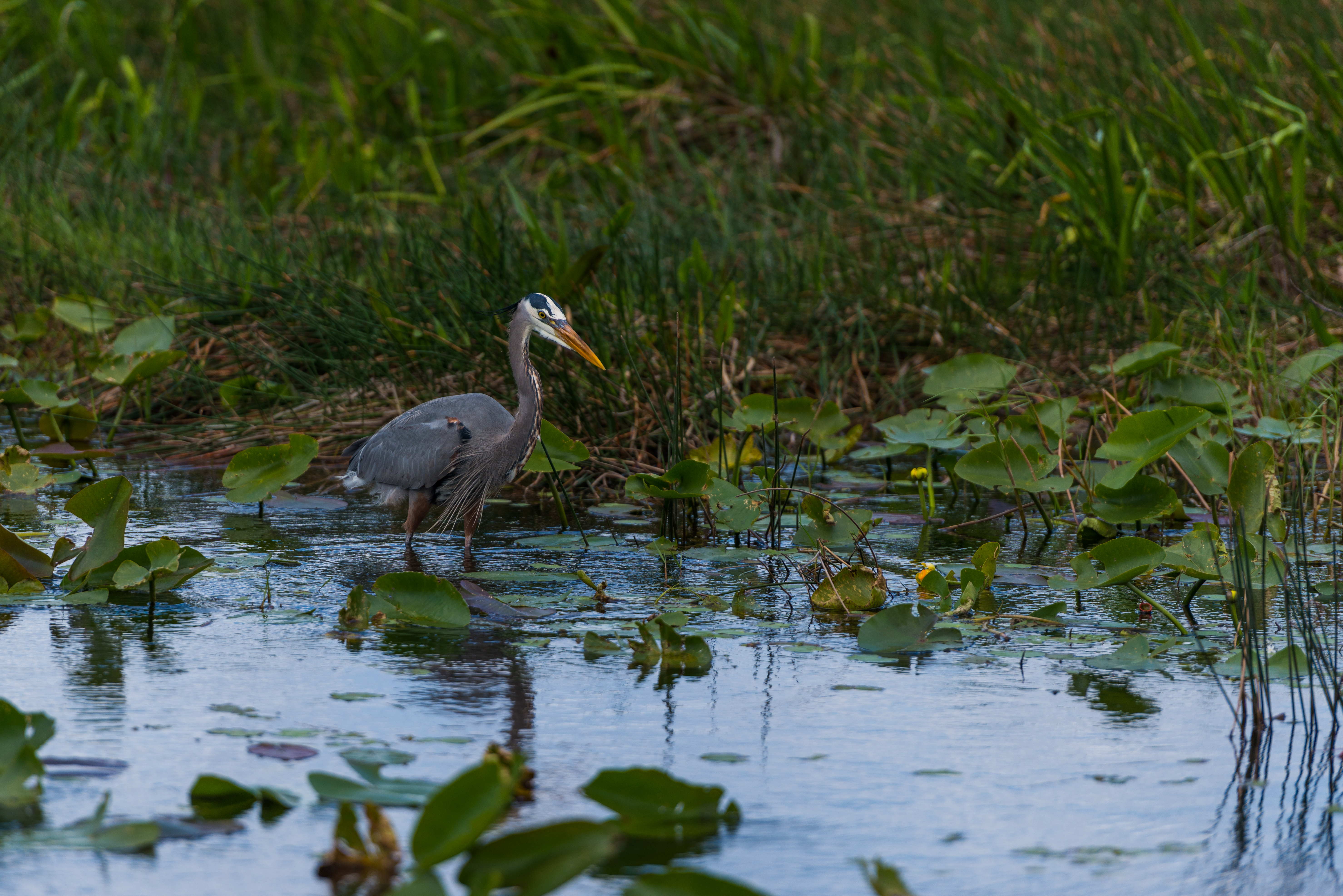Everglades fine art photography print by Edin Chavez