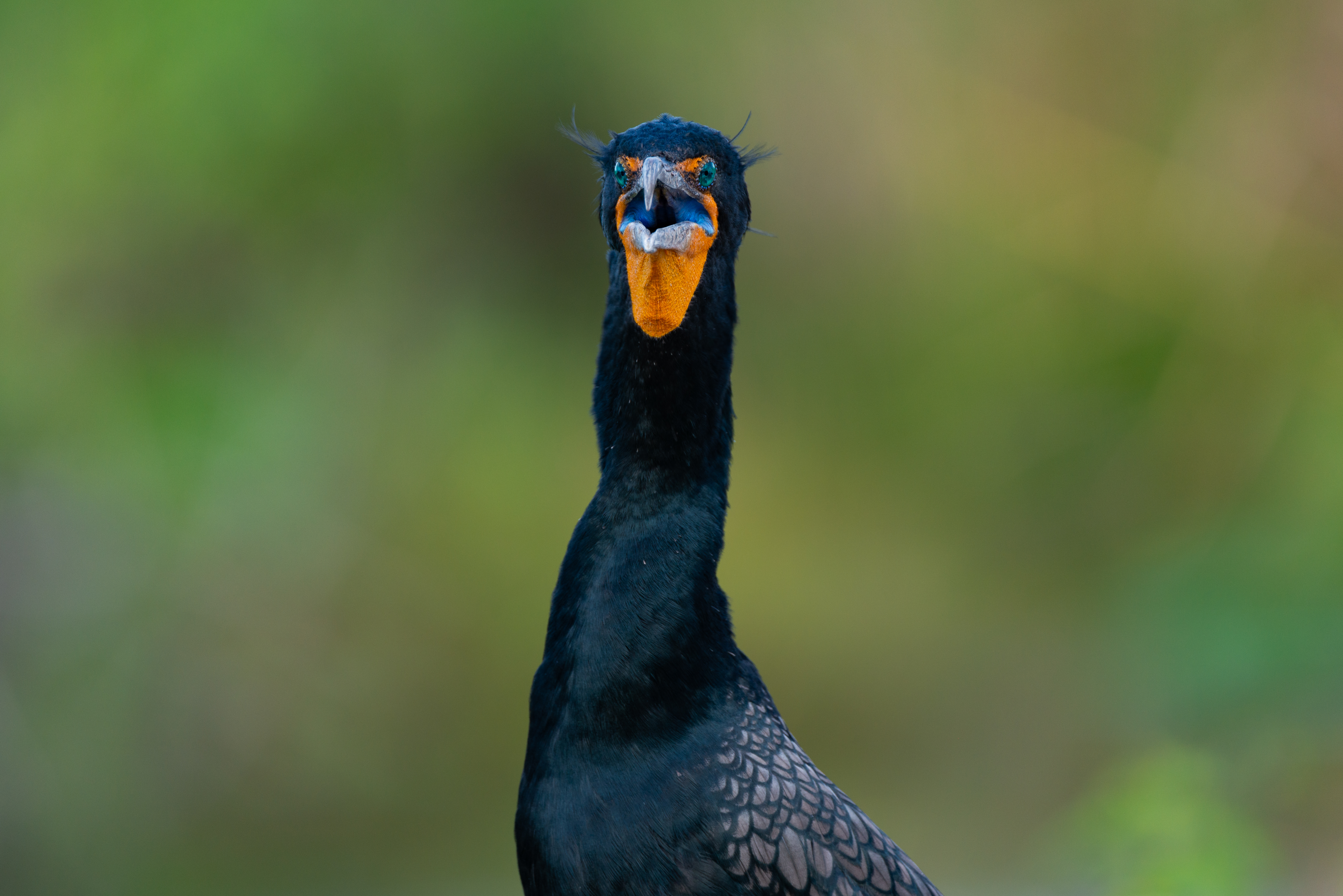 Limited edition Everglades photography — Florida wetlands fine art print — Everglades (…