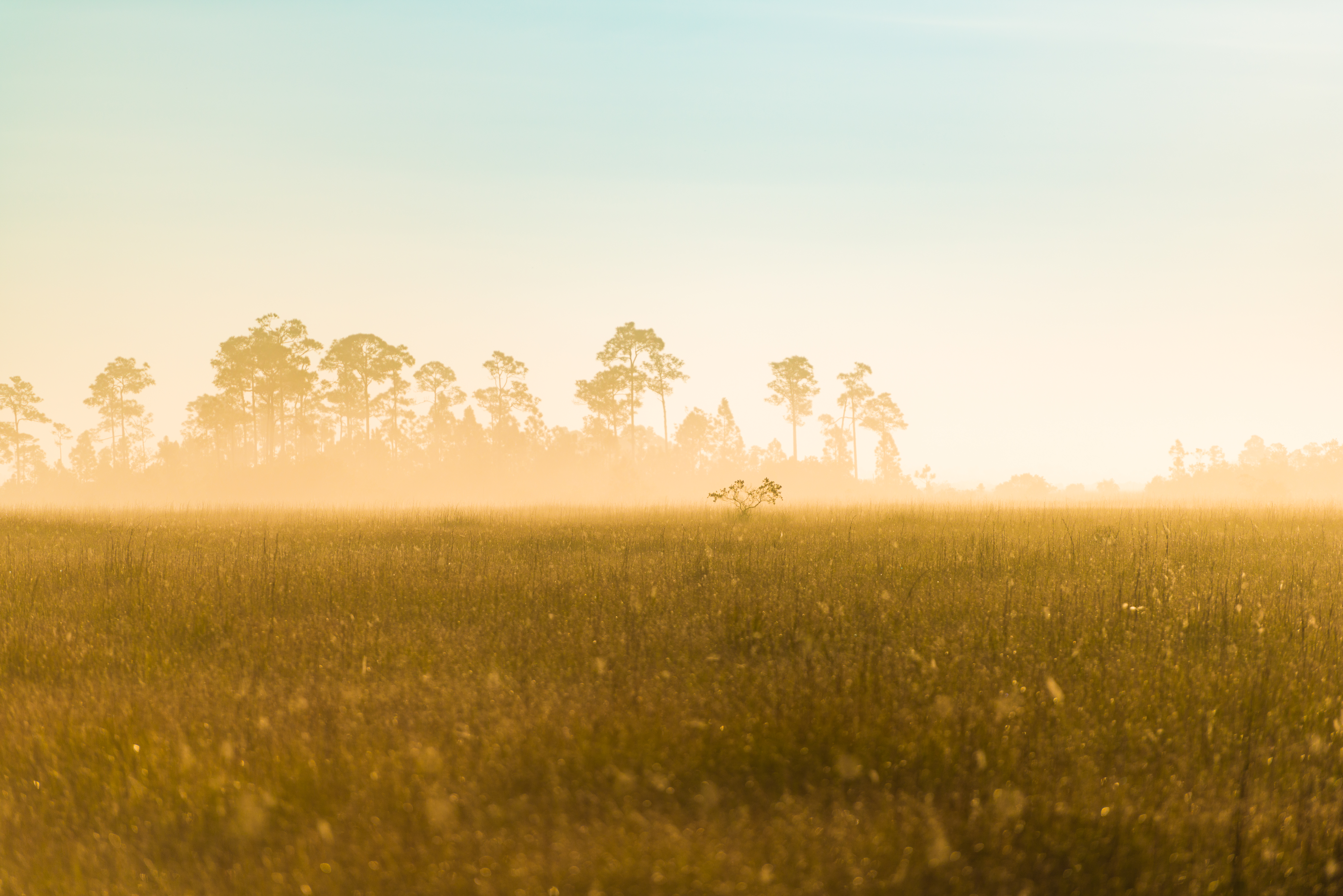Buy Everglades wilderness print — Florida, USA fine art — Everglades (33 Of 60)