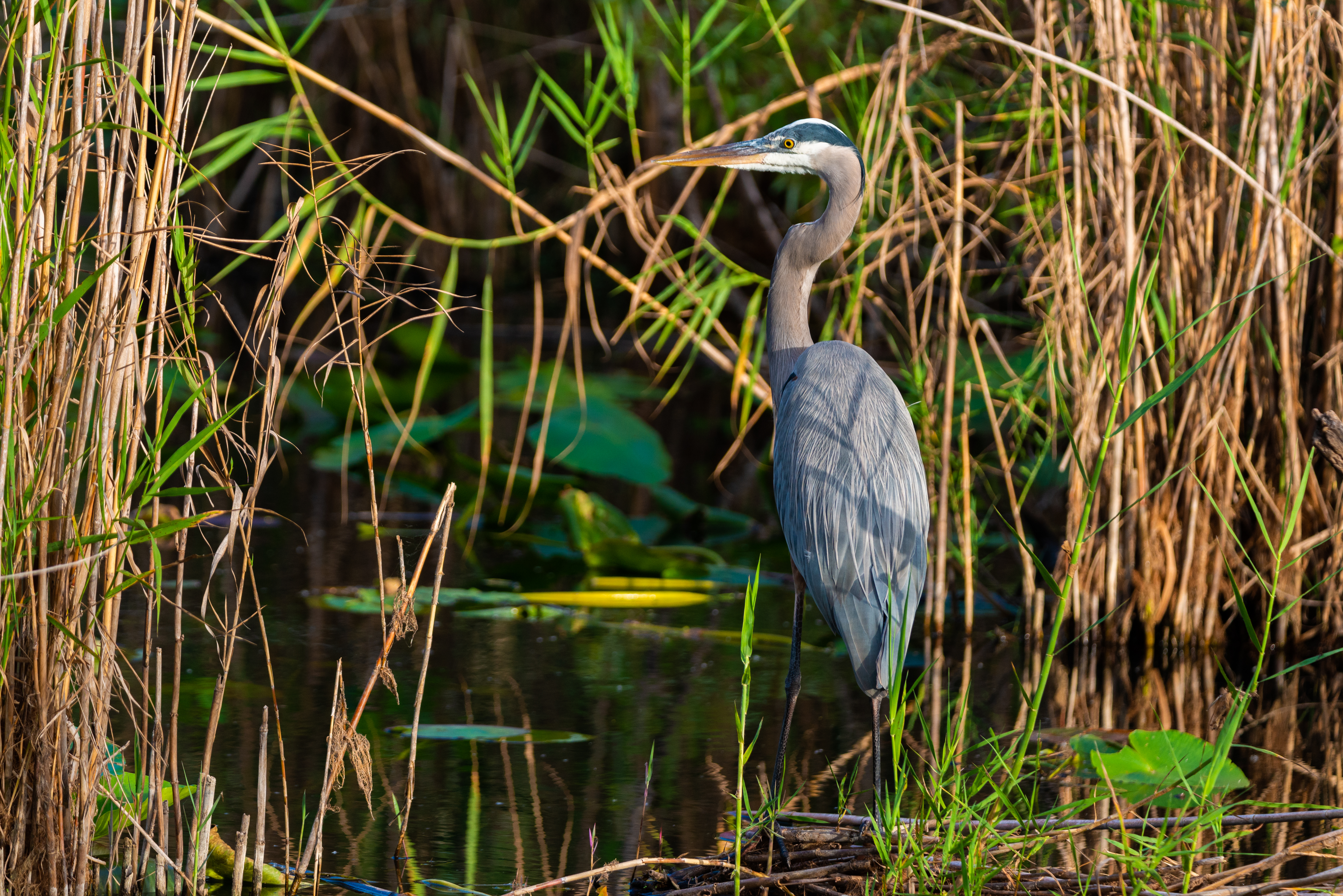 Everglades photography wall art — wild Florida wetlands print — Everglades (34 Of 37)