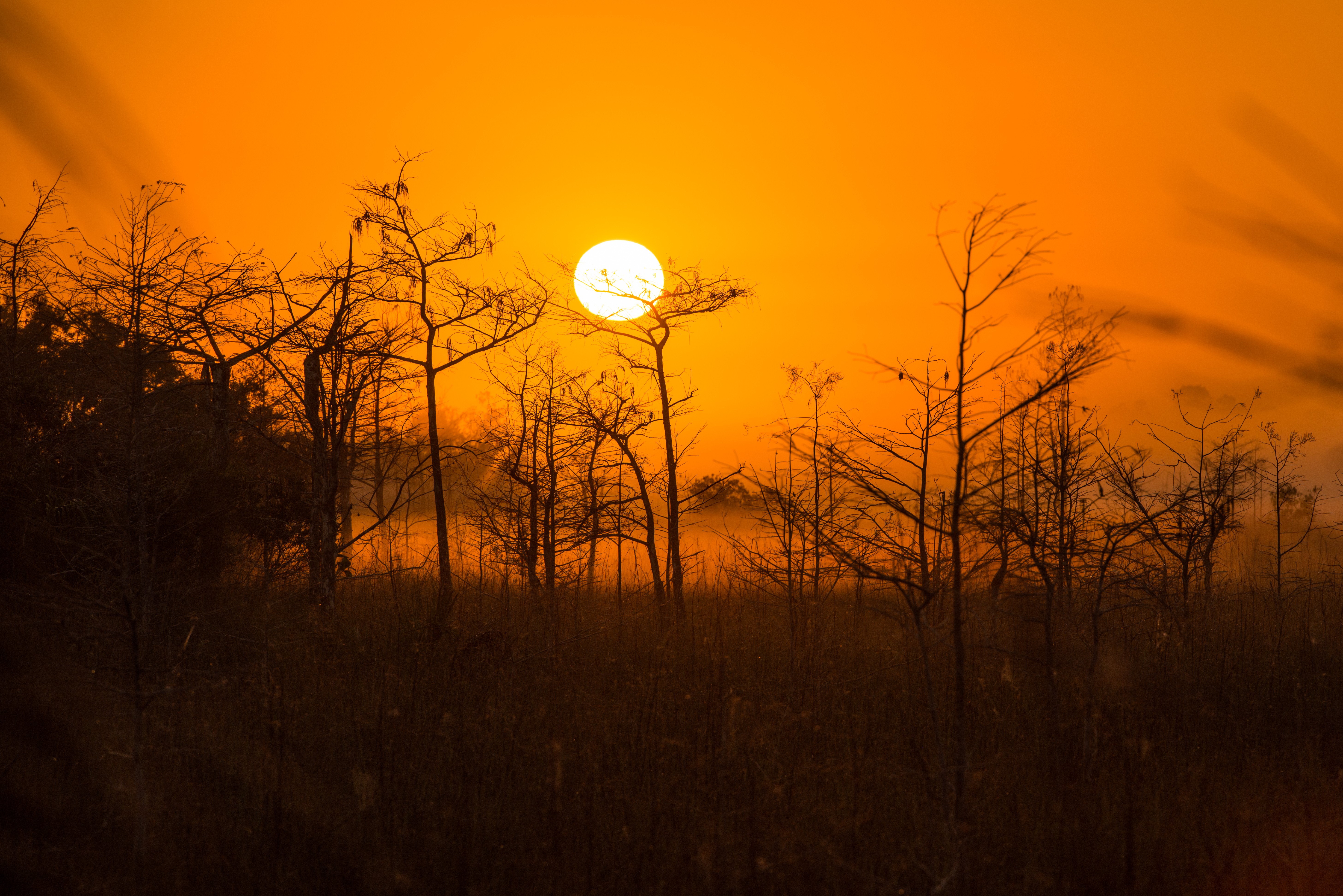 wilderness photography fine art print — wild Everglades, Florida, USA — Everglades (34 …