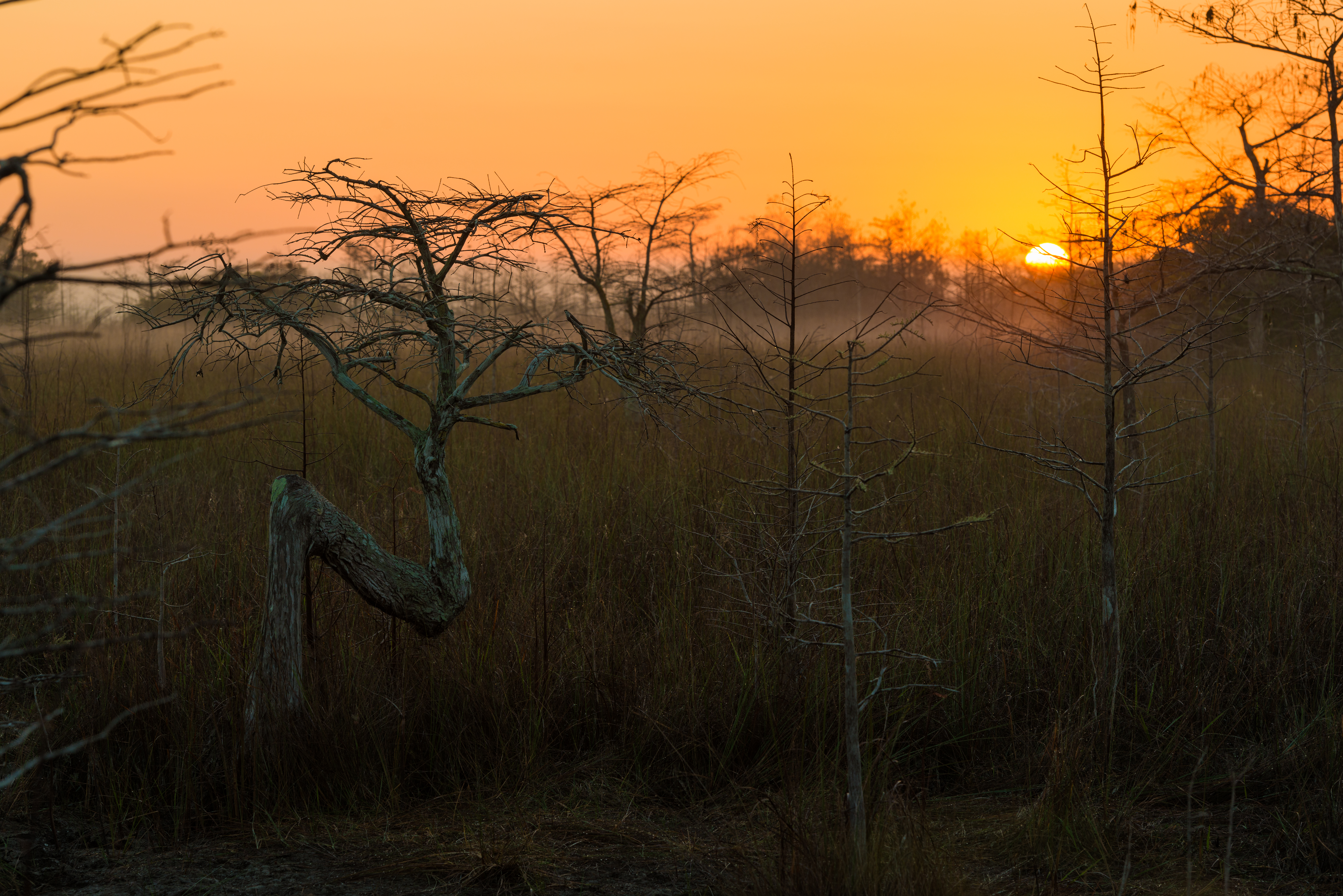 Everglades fine art photography print by Edin Chavez