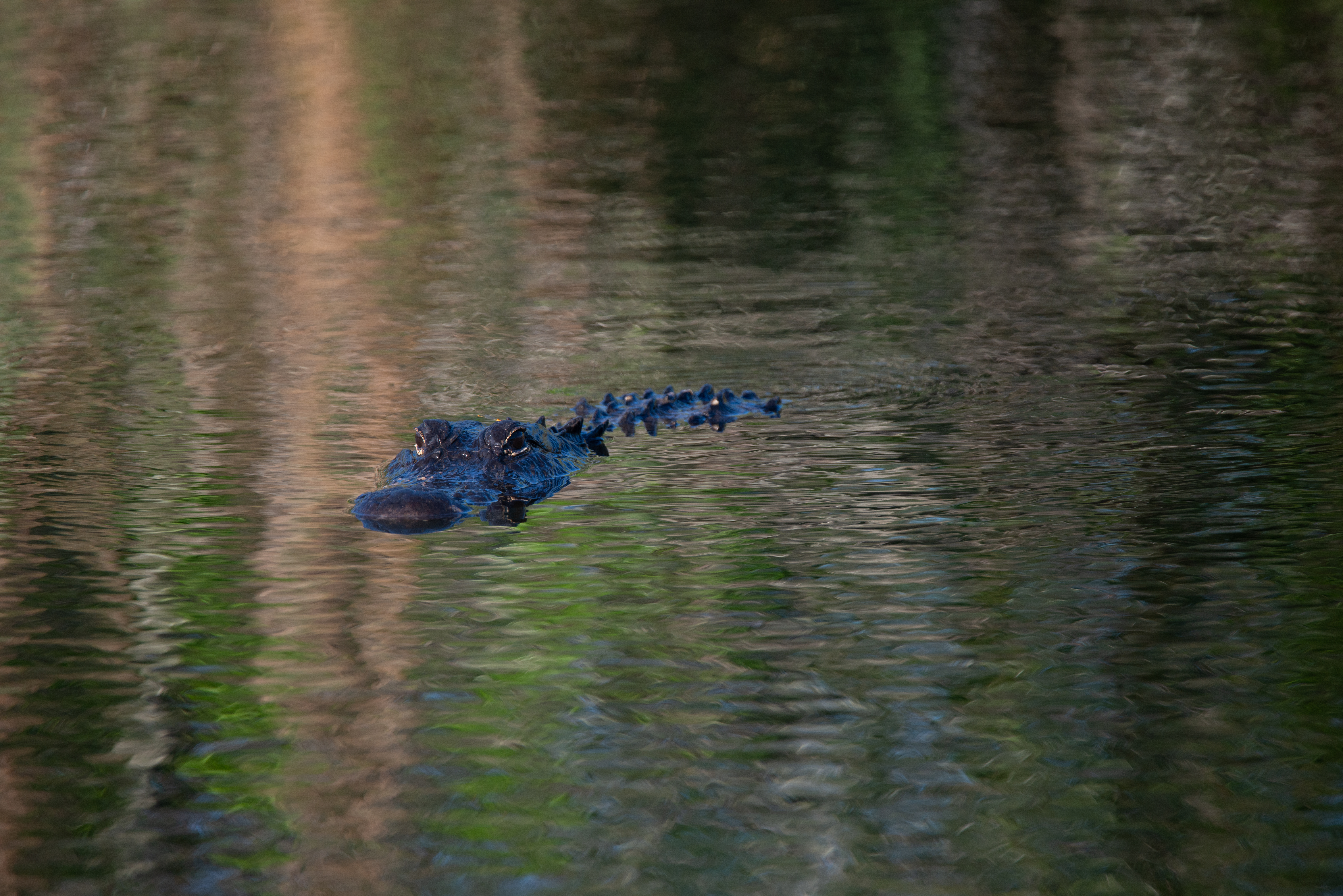 Everglades wilderness photography — archival print for your wall — Everglades (36 Of 37)