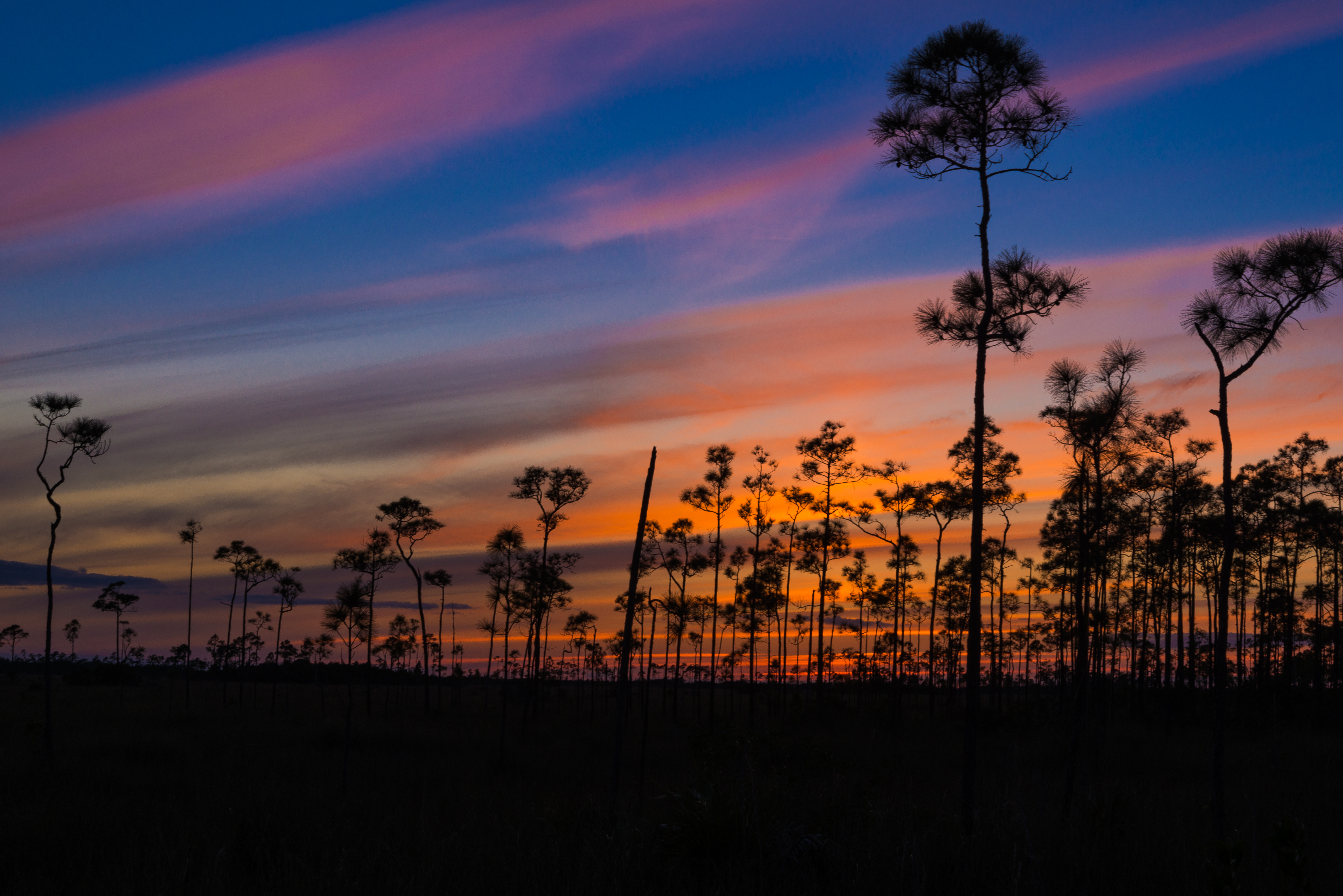 Everglades fine art photography print by Edin Chavez
