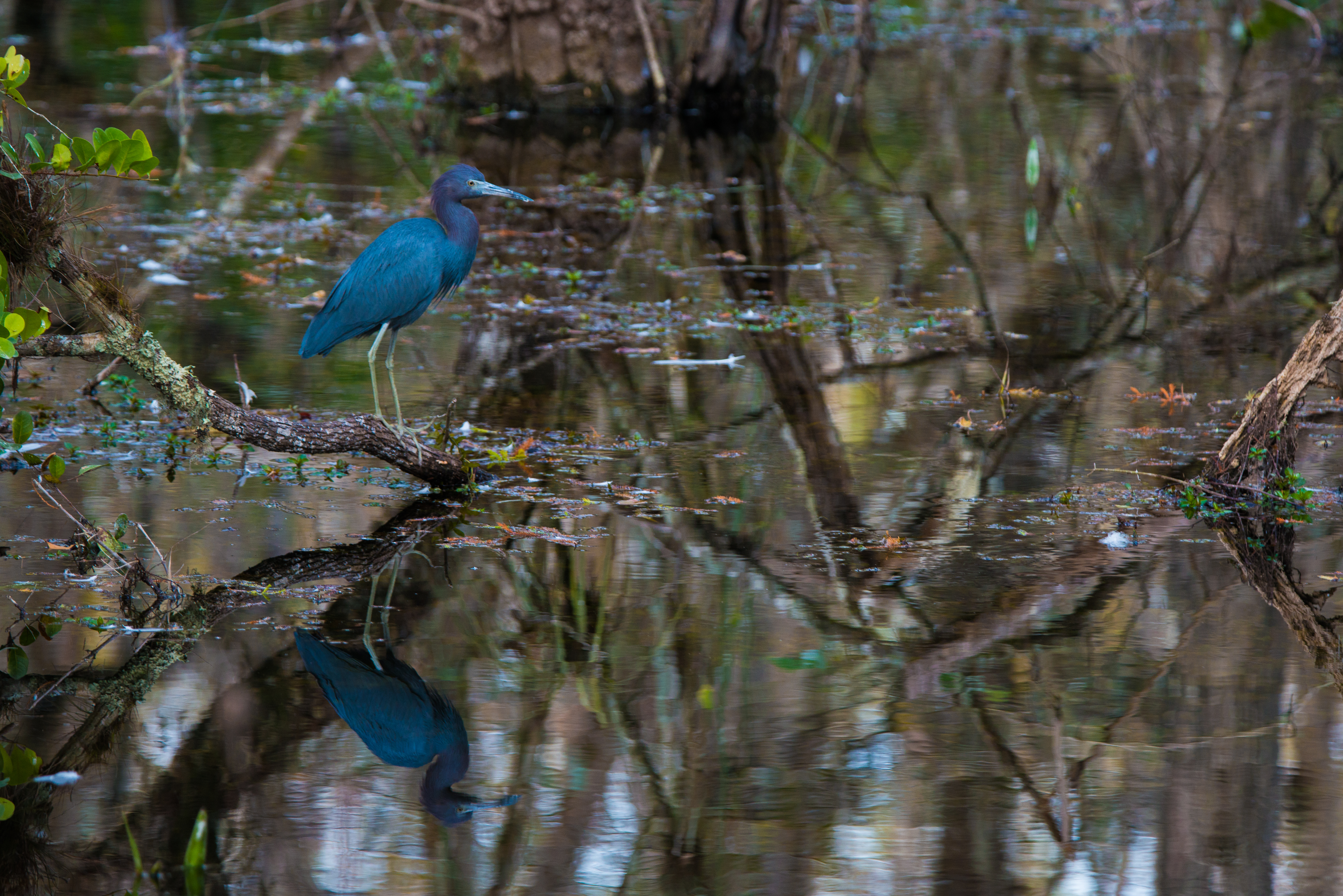 Everglades photography prints — wild Florida wetlands for sale online — Everglades (4 O…
