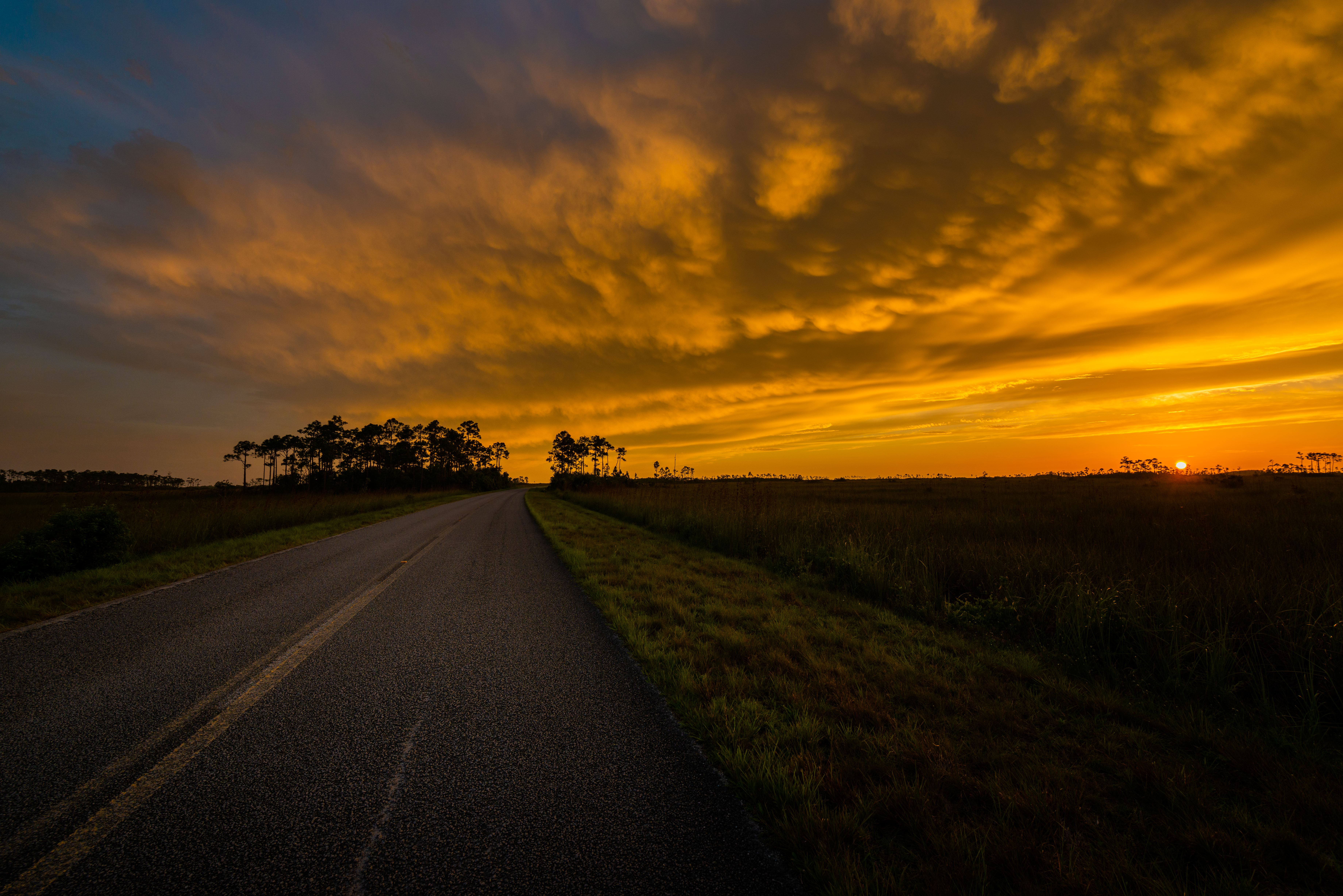 Everglades fine art photography print by Edin Chavez