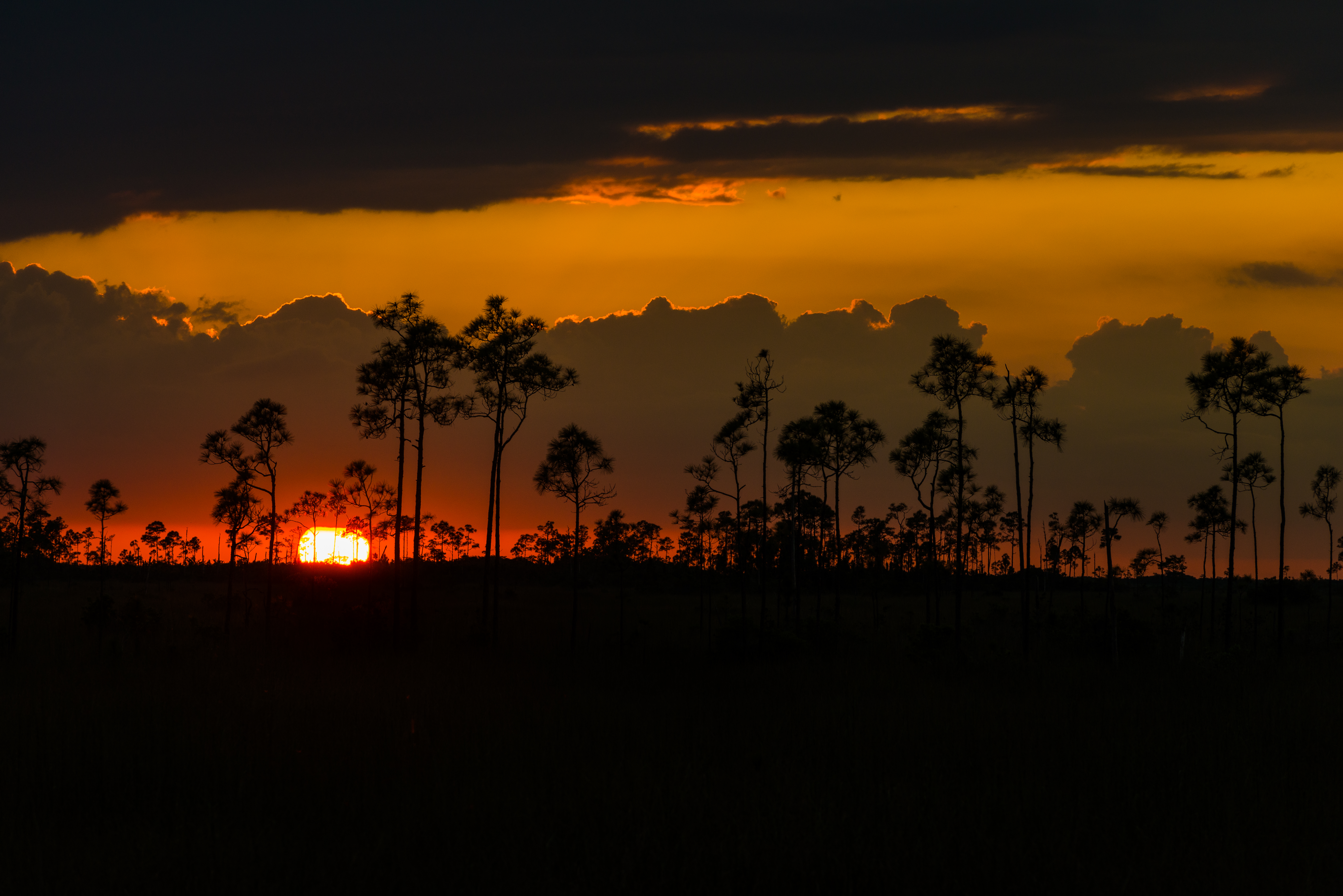 Everglades fine art photography print by Edin Chavez