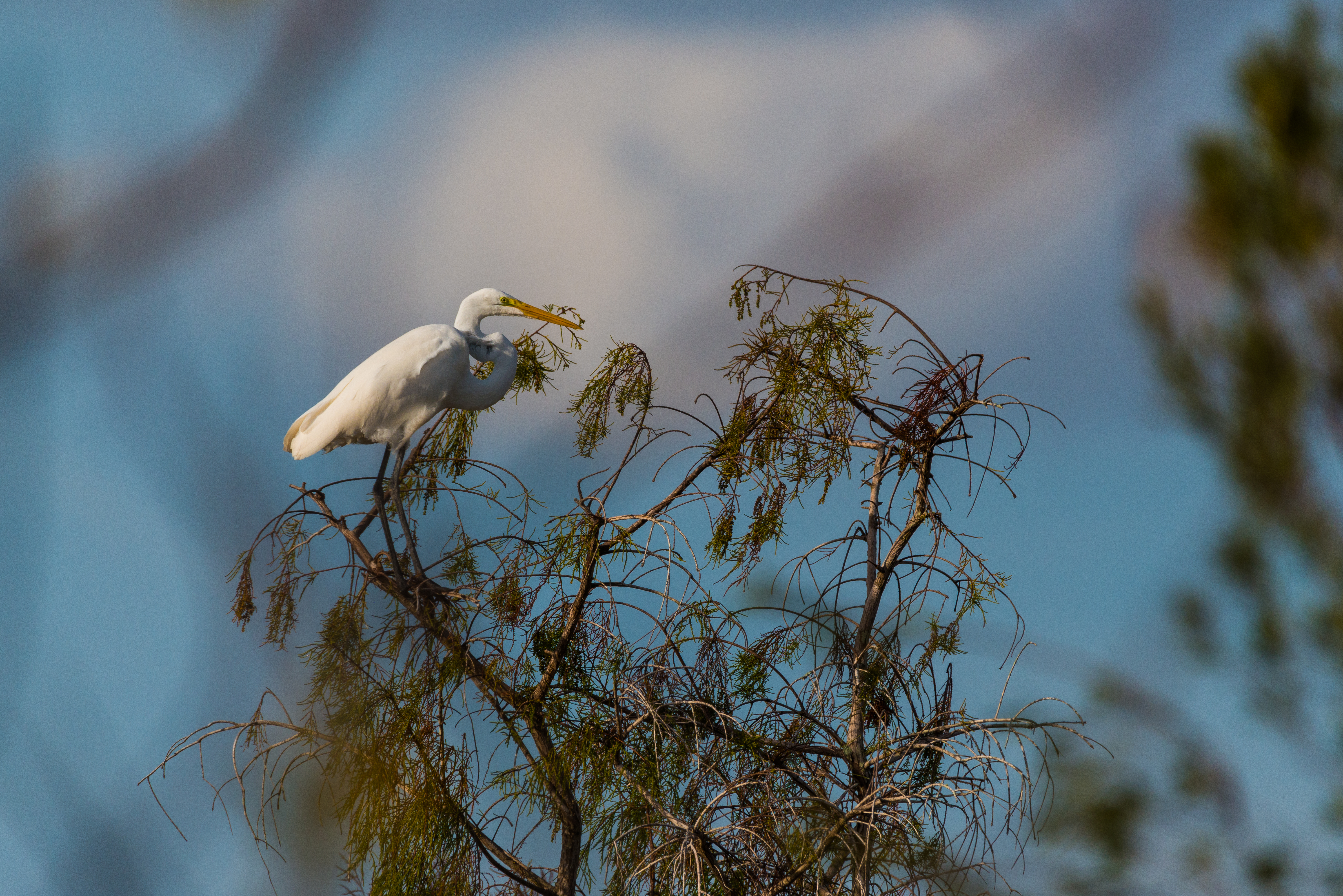 Buy Everglades wilderness print — Florida, USA fine art — Everglades (5 Of 37)