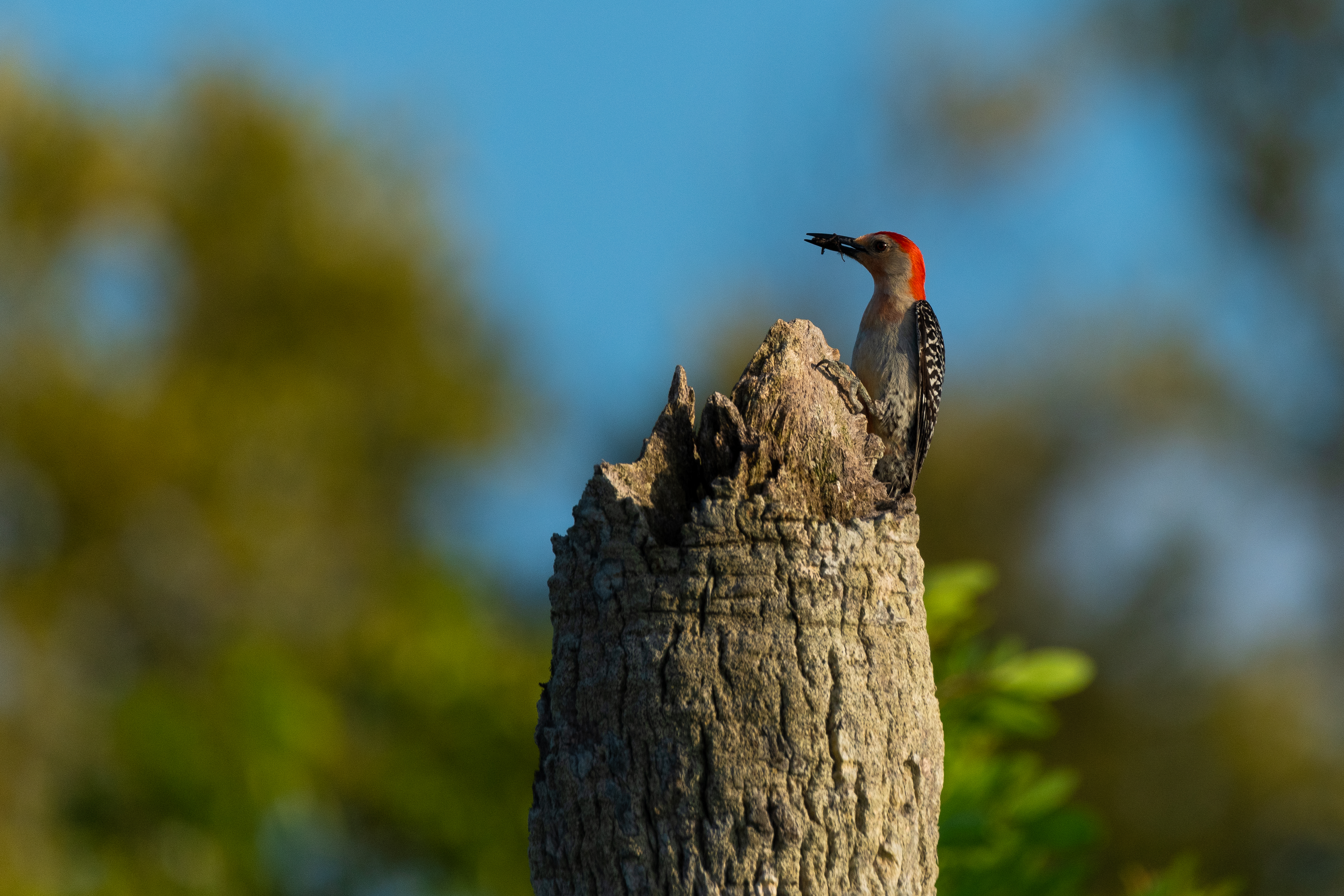 Buy Everglades wilderness print — Florida, USA fine art — Everglades (52 Of 60)