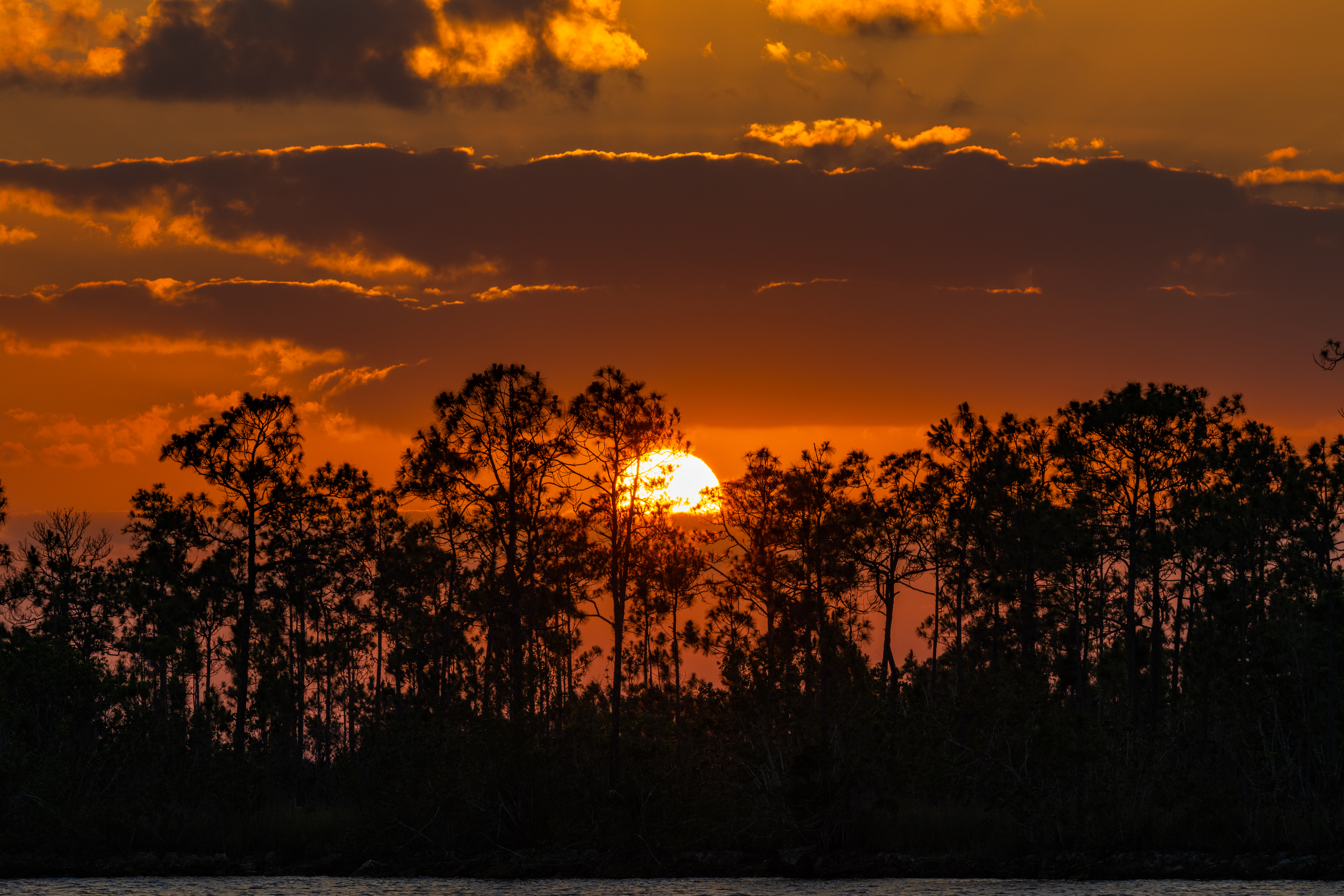 Large format Everglades photography print — Florida wetlands wall art — Everglades (53 …