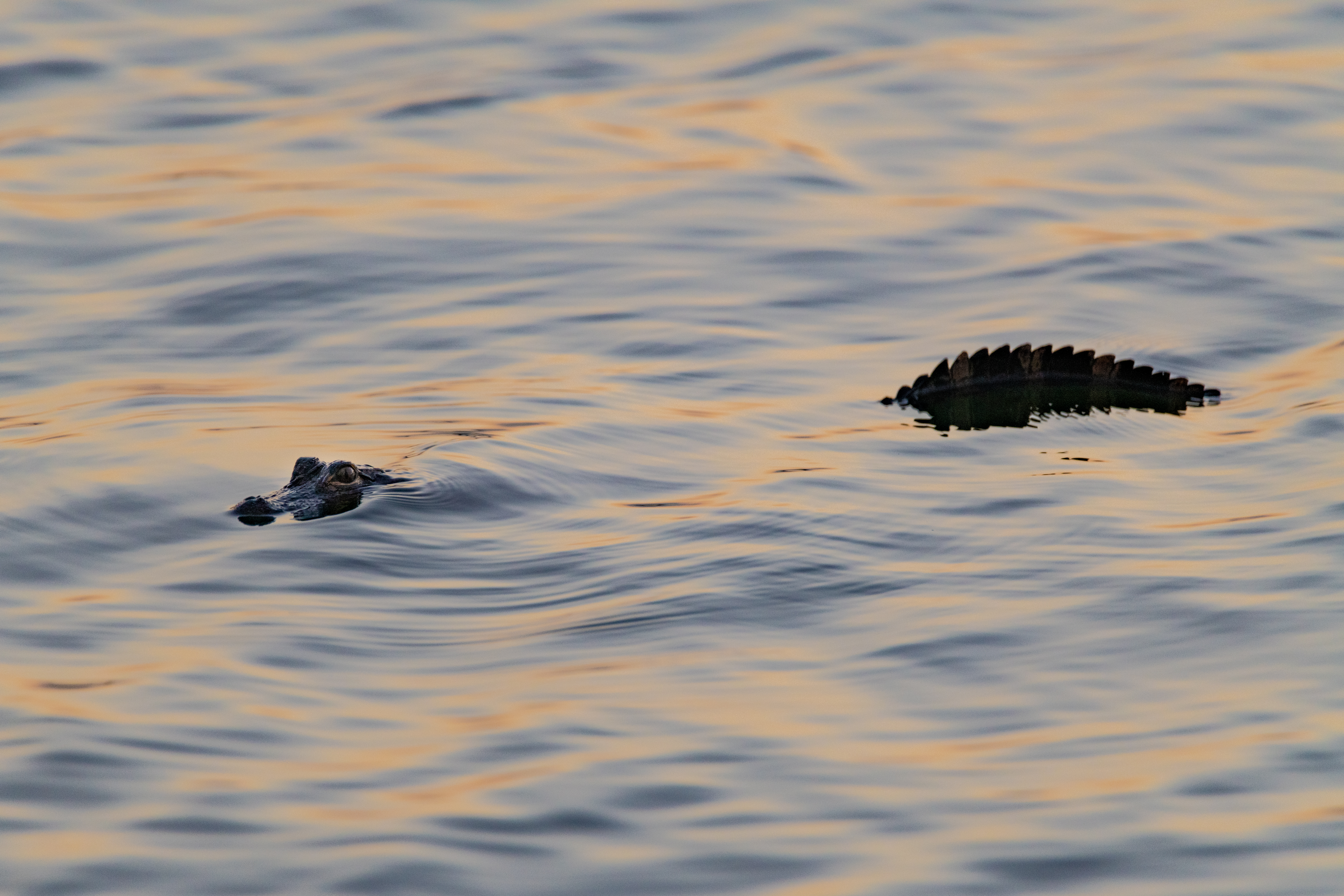 Everglades fine art photography print by Edin Chavez
