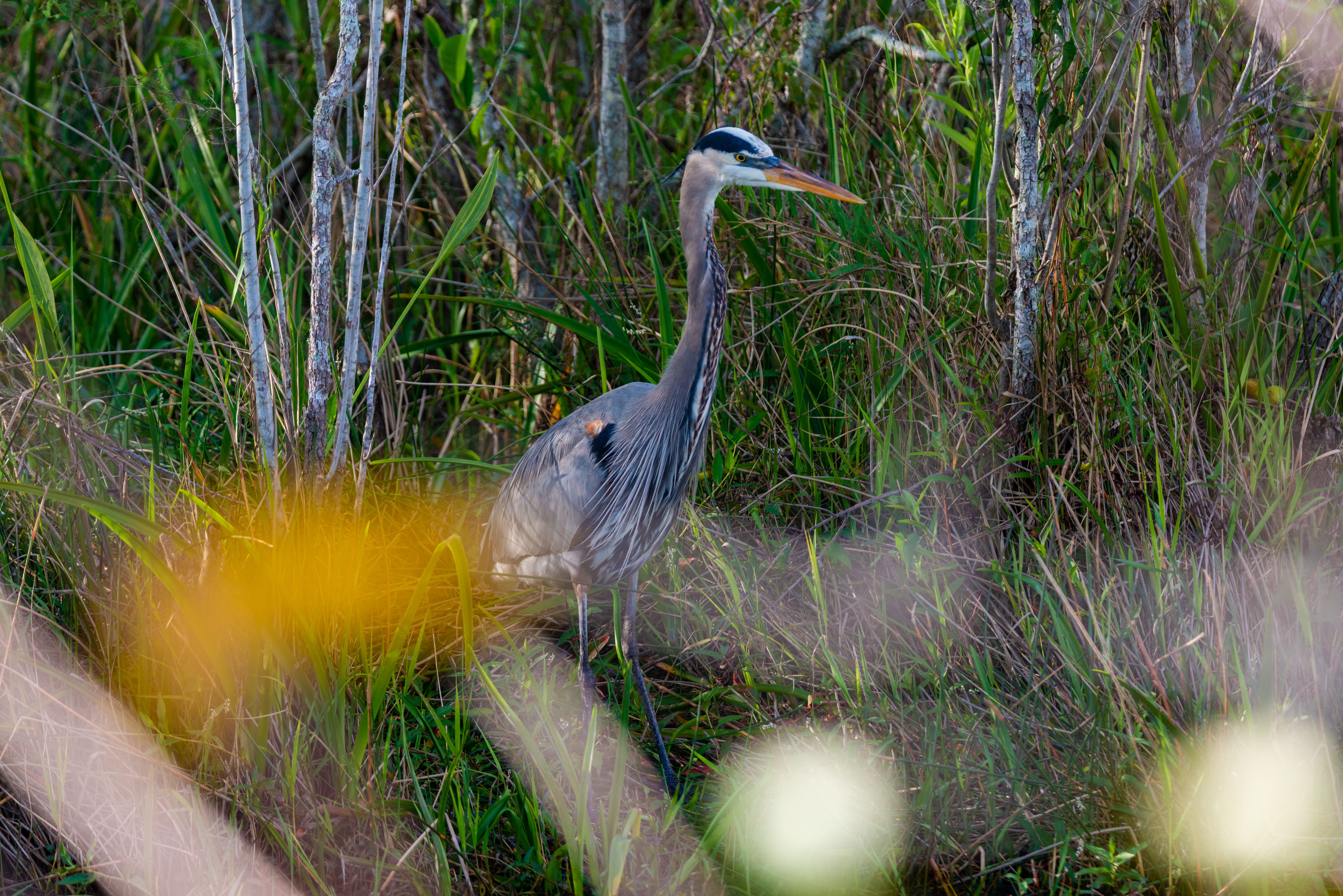 wild Everglades fine art photography print for sale — Everglades (56 Of 60)