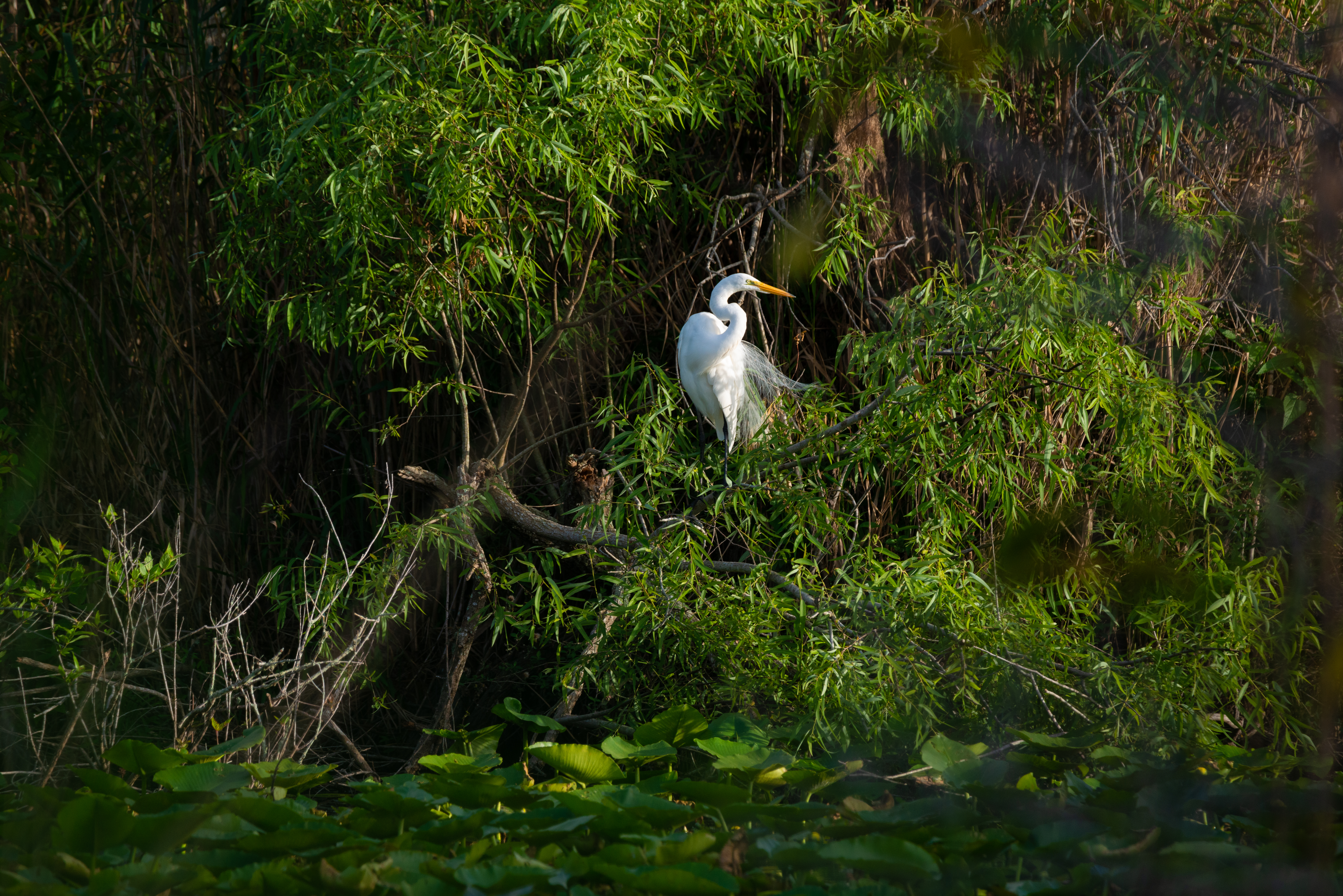 Everglades fine art photography print by Edin Chavez