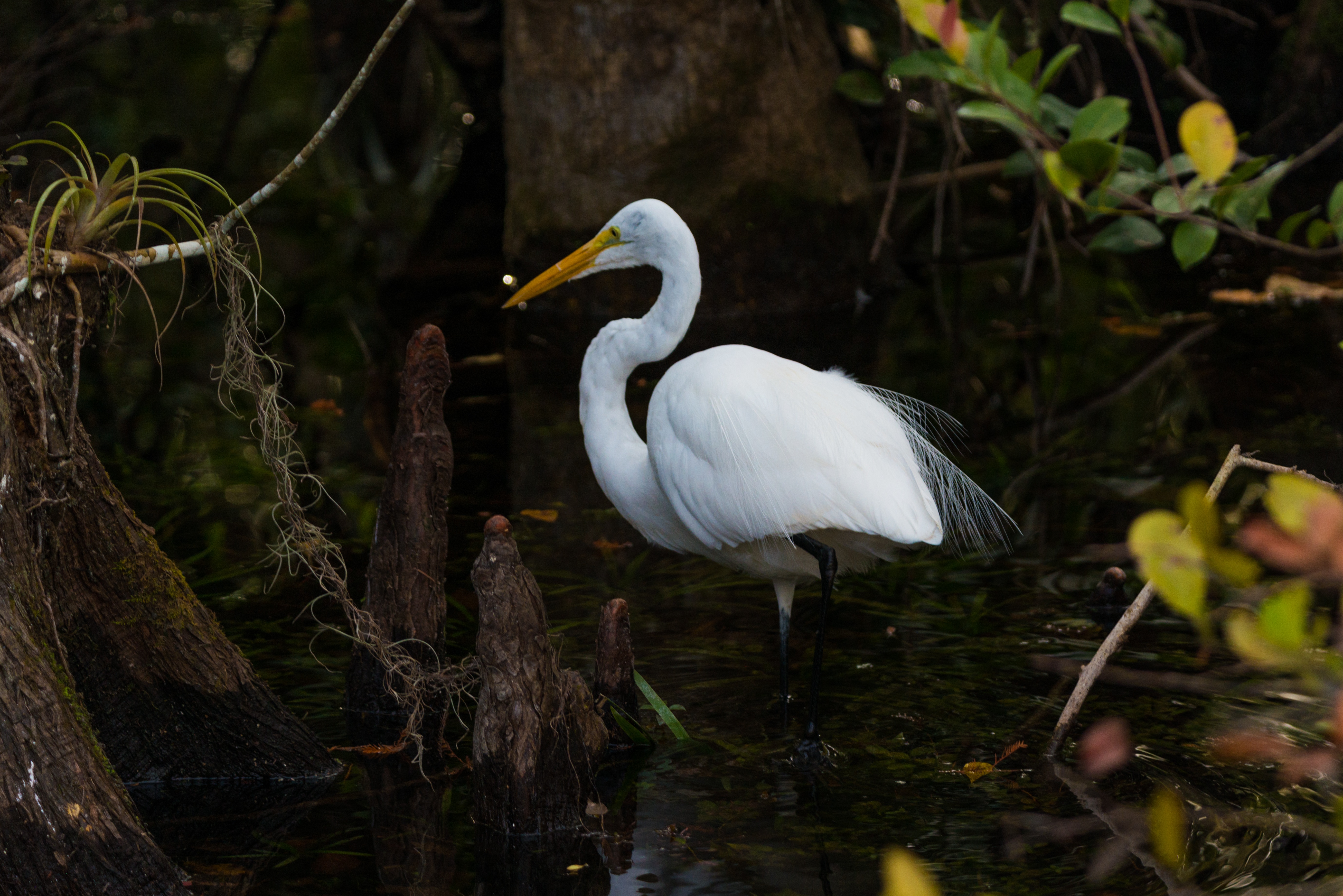Everglades Florida wetlands photography — buy archival giclée print — Everglades (6 Of 37)