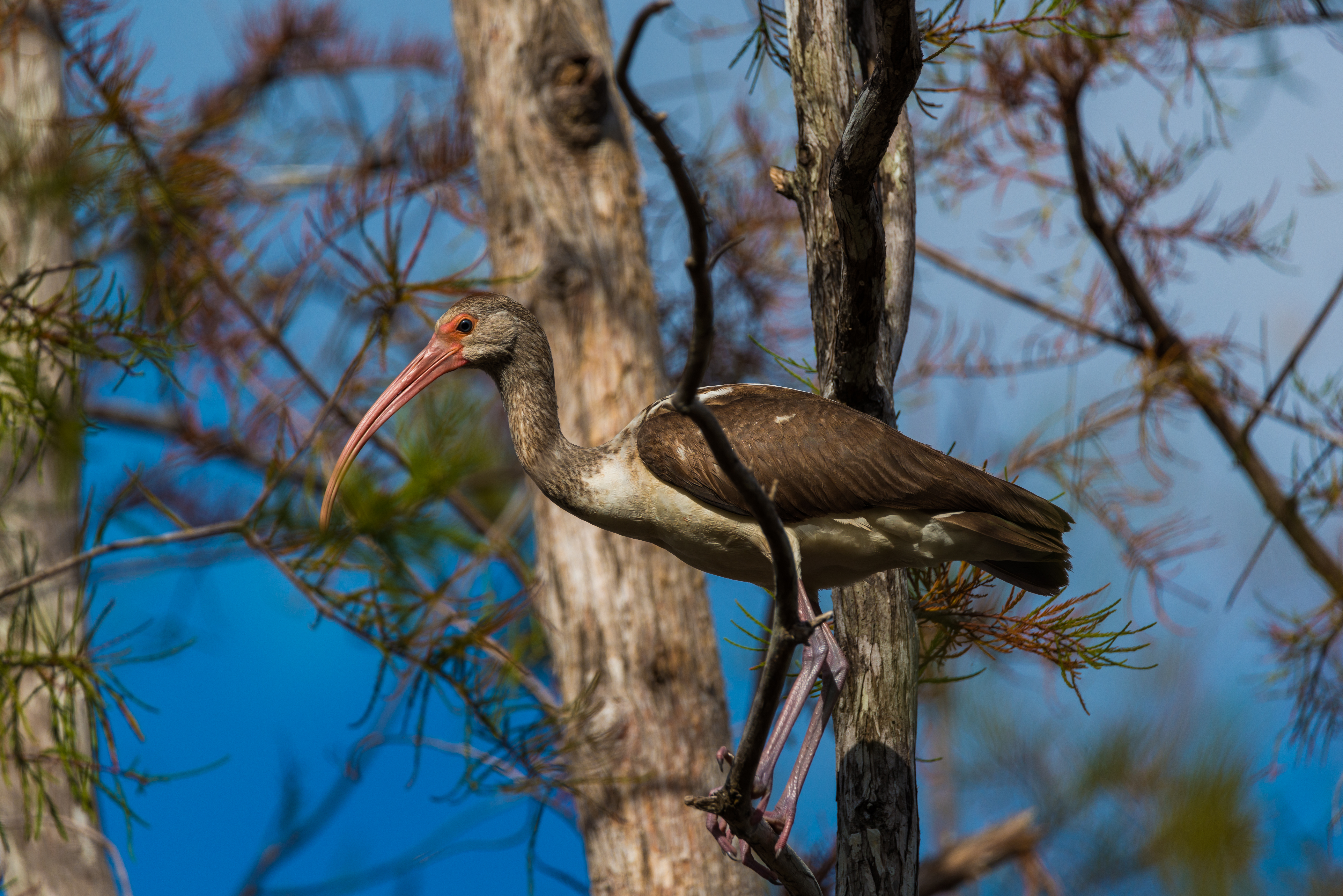 Everglades fine art photography print by Edin Chavez